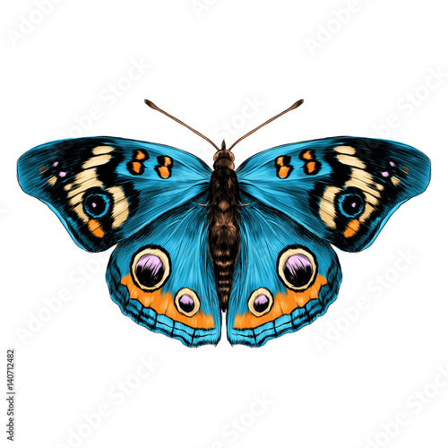 Cuadros en Lienzo butterfly with open wings top view of symmetry, sketch the graph of vector color