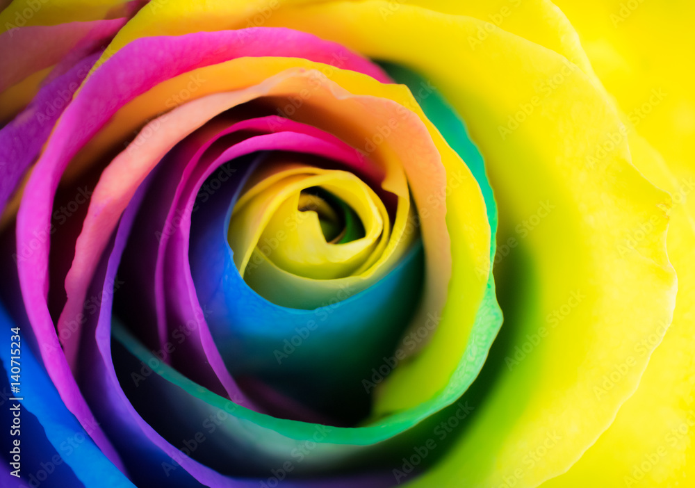 Colorful flower Rose - obrazy, fototapety, plakaty 