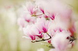 Fototapeta Kwiaty - Blooming Magnolia Tree