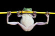 © RooM The Agency - Dumpy frog doing gymnastics on a branch, Indonesia