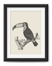 Retro Vector Illustration: Vintage Drawing / Engraving Of A Toucan Tropical Bird - Exotic Graphic Design Element Or Decorative Poster