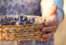 Woman Holding A Basket With Lavender Flowers