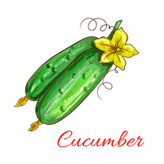 Wall Mural - Vector isolated cucumbers sketch icon