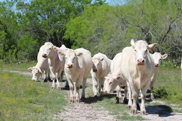 Charolais Cattle