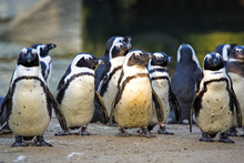 Group Of Humboldt Penguins