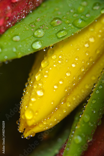 Naklejka - mata magnetyczna na lodówkę Fresh yellow tulip with water drops, macro.