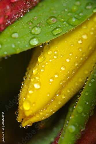 Naklejka na szybę Fresh yellow tulip with water drops, macro.