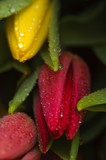 Fototapeta Tulipany - Red and yellow fresh tulips, closeup
