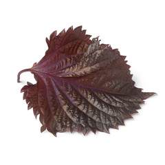  Fresh red shiso leaf