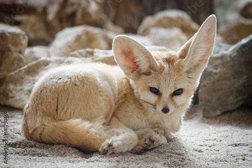 Close Up Of A Fennec Fox Vulpes Zerda Stock Foto Adobe Stock Close Up Of A Fennec Fox Vulpes Zerda Stock Foto Adobe Stock