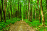 Fototapeta Krajobraz - spring forest trees