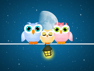 Poster - cute owls on wire