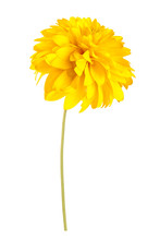 Yellow Summer Flower