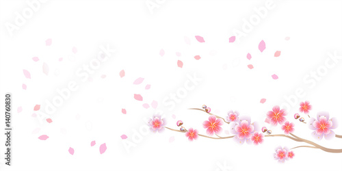 Branch Of Sakura And Petals Flying Isolated On White Background
