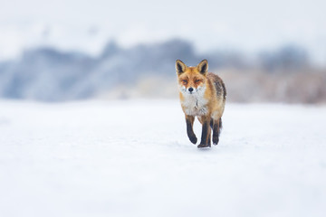 Poster - red fox in a winter landscape