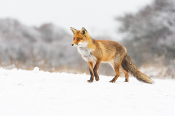 Poster - red fox in a winter landscape