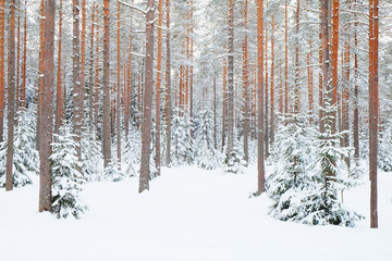 Wall Mural - winter pine forest