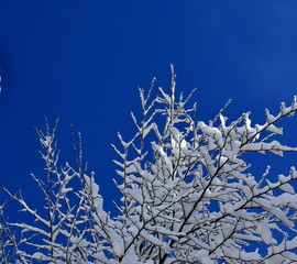 Branches covered with snow. With clear and blue winter sky for background. Winter scene on the very cold day.