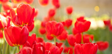 Flowerbed With Red Tulips