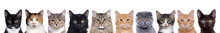 Closeup Portrait Of A Group Of Cats Of Different Breeds Sitting In A Line Isolated Over White Background