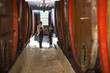 © Westend61 - Businesswomen talking in wine cellar