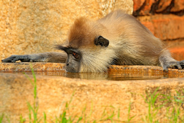 Wall Mural - common langur, semnopithecus entellus, monkey drinking water, nature habitat, sri lanka. feeding sce
