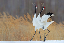 Bird Behaviour In The Nature Grass Habitat. Dancing Pair Of Red-crowned Crane With Open Wing In Flight, With Snow Storm, Hokkaido, Japan. Birds With Open Bill. Wildlife Scene From Nature. Cold Winter.