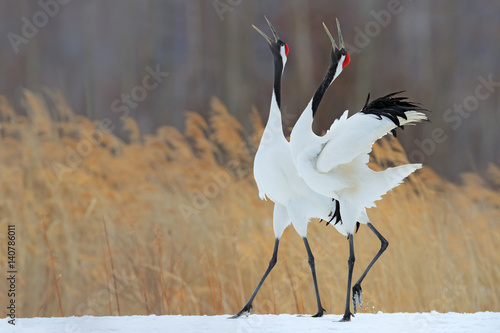 Dekoracja na wymiar  zachowanie-ptakow-w-naturalnym-srodowisku-trawiastym-tanczaca-para-zurawia-czerwonokoronowego-z-otwartym-skrzydlem