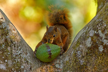 Squirrel With Fruit Avocado. Variegated Squirrel, Sciurus Variegatoides, With Food, Head Detail Portrait, Costa Rica, Wildlife Scene From Central America. Squirrel Feeding, Meal In The Hand. Funny.