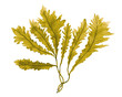 Brown Seaweed ,Kelp watercolor hand painted element isolated on white background. Watercolor brown seaweed illustration design. With clipping path.