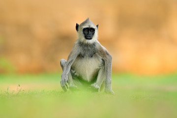 Wall Mural - common langur, semnopithecus entellus, monkey sitting in grass, nature habitat, sri lanka. feeding s