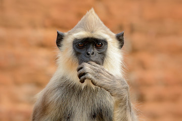 Wall Mural - detail of sri lanka monkey. common langur, semnopithecus entellus, detail portrait of monkey, nature