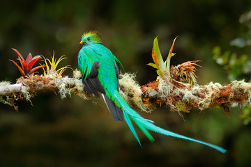 Wall Mural - Exotic bird with long tail. Resplendent Quetzal, Pharomachrus mocinno, magnificent sacred green bird from Savegre in Costa Rica. Rare magic animal in mountain tropic forest. Birdwatching in America.