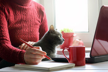 Spending Time Together In A Favorite Setting/ Girl In Red, Working At The Computer With A Cat 