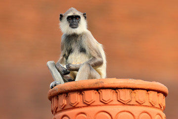 Wall Mural - common langur, semnopithecus entellus, monkey on the orange brick building, nature habitat, sri lank