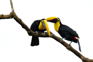 Chesnut-mandibled Toucan sitting on the branch in tropical rain, white background. Wildlife scene from nature with beautiful bird, big bill. Pair two bird on the branch. Courtship ceremony. Bird love.