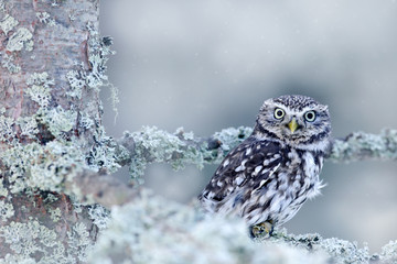 winter scene with little owl, athene noctua, in the white larch forest in central europe. portrait o