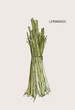© Yada - Lemon grass Hand drawn  illustration