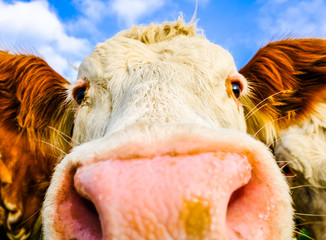 cow