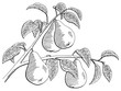 Pear fruit graphic branch black white isolated sketch illustration vector