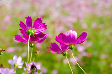Wall Mural - cosmos flowers vintage tone background wallpaper