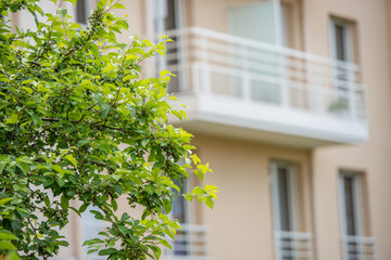 tree branch with building on background