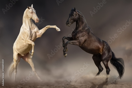 Foto  Two stallion fight and rearing up in desert dust