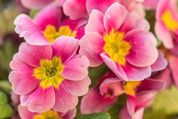 Sticker - Pink flower, beautiful garden flowers