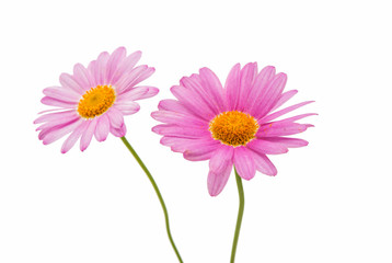 Wall Mural - Pink daisy isolated