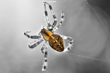 Cross Spider (Araneus diadematus) black and white background isolated color