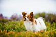 Papillon dog standing in field