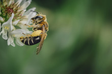 Close-up Of Honey Bee Pollinating On Flower