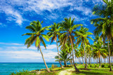 Fototapeta Do akwarium - A winding path that leads through a palm tree forest near caribbean sea. Las Galeras, Samana, Dominican republic