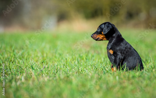 Fotografía Schwarzbrauner Dobermann Welpe - Hundewelpe